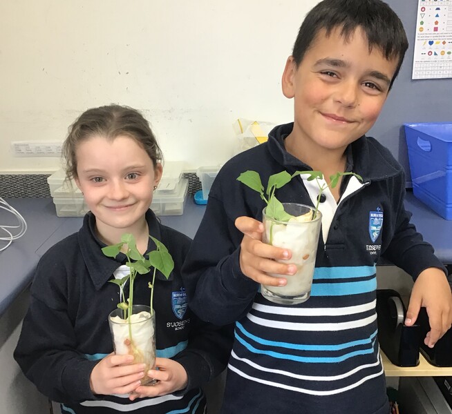 3C Science growing beans